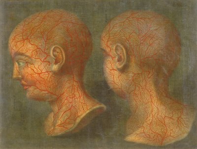 Superficial blood vessels of the head and neck, from 